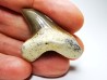 shark tooth Cretoxyrhina mantelli - Cenomanian (Texas)