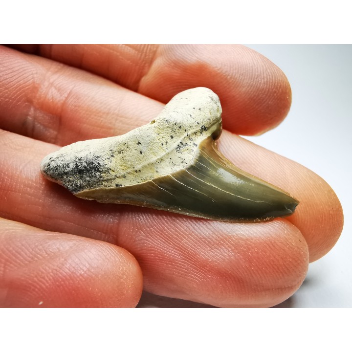 shark tooth Cretoxyrhina mantelli - Cenomanian (Texas)