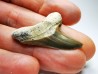 dent de requin Cretoxyrhina mantelli - Cénomanien (Texas)