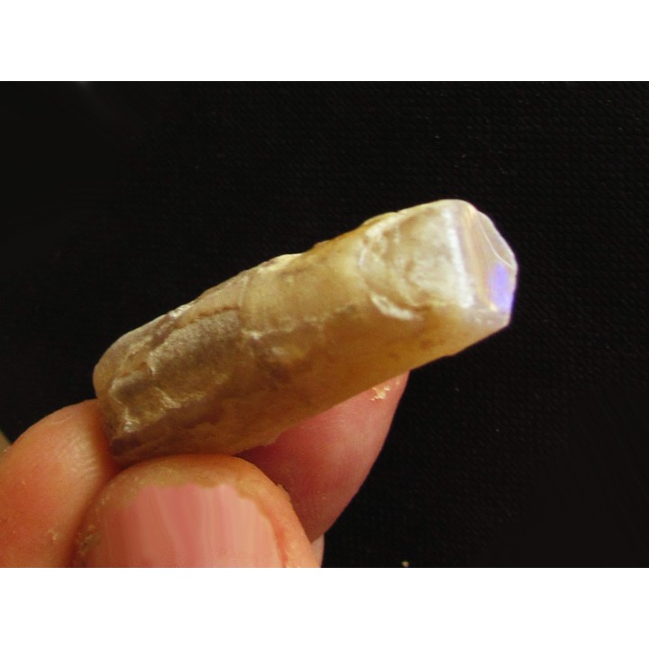 fossile opalisé: BÉLEMNITE sp. (2)