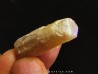 fossile opalisé: BÉLEMNITE sp. (2)