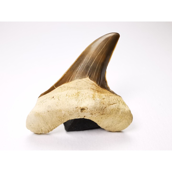 dent de requin Cretoxyrhina mantelli - Cénomanien (Texas)