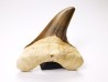 shark tooth Cretoxyrhina mantelli - Cenomanian (Texas)