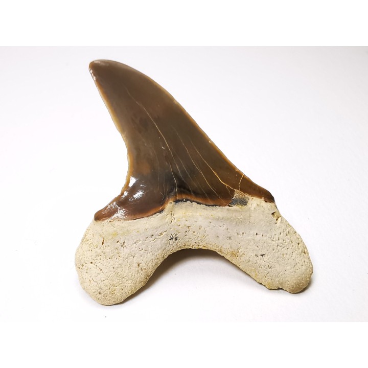 dent de requin Cretoxyrhina mantelli - Cénomanien (Texas)
