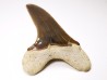 shark tooth Cretoxyrhina mantelli - Cenomanian (Texas)