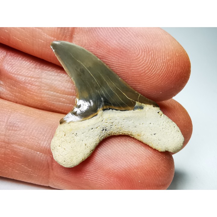 dent de requin Cretoxyrhina mantelli - Cénomanien (Texas)