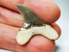 shark tooth Cretoxyrhina mantelli - Cenomanian (Texas)