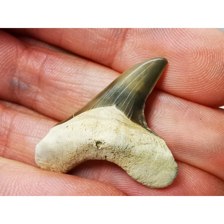 dent de requin Cretoxyrhina mantelli - Cénomanien (Texas)