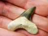 shark tooth Cretoxyrhina mantelli - Cenomanian (Texas)