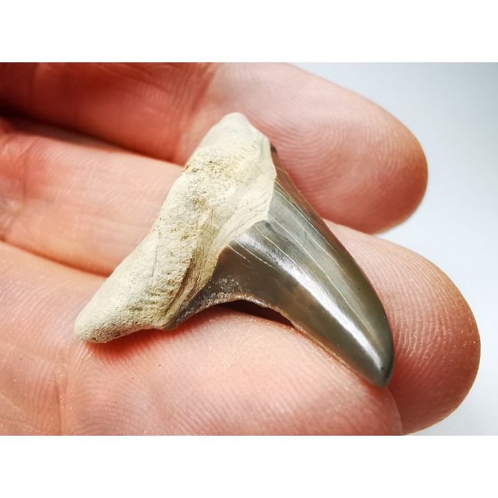 dent de requin Cretoxyrhina mantelli - Cénomanien (Texas)