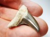 dent de requin Cretoxyrhina mantelli - Cénomanien (Texas)