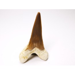 dent de requin Cretoxyrhina mantelli - Cénomanien (Texas)