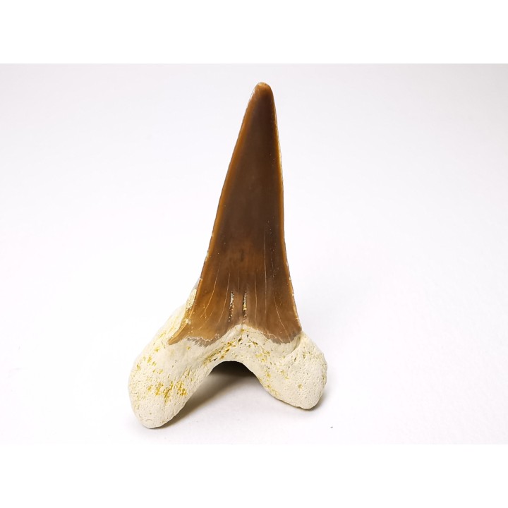 dent de requin Cretoxyrhina mantelli - Cénomanien (Texas)