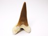 shark tooth Cretoxyrhina mantelli - Cenomanian (Texas)