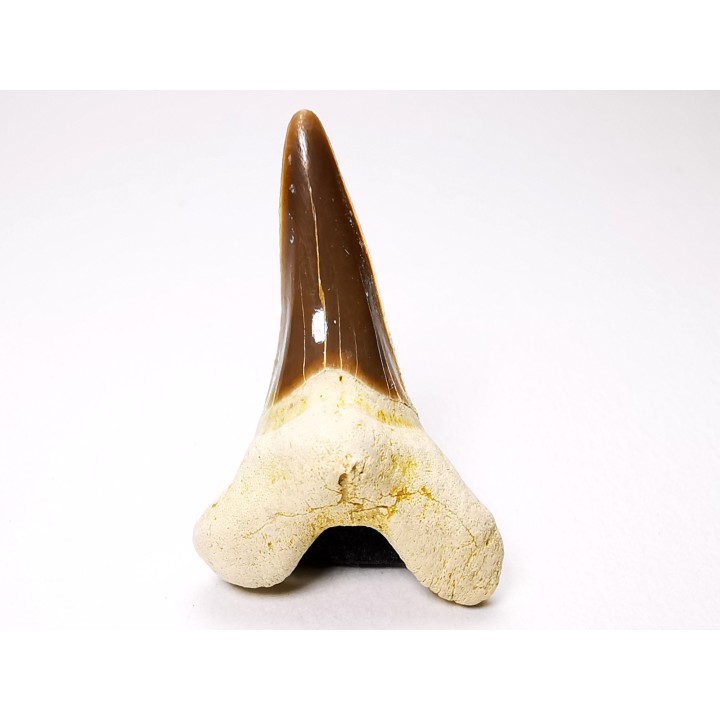 shark tooth Cretoxyrhina mantelli - Cenomanian (Texas)