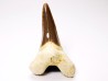shark tooth Cretoxyrhina mantelli - Cenomanian (Texas)