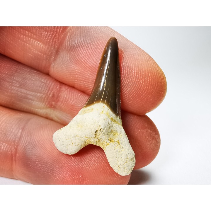 shark tooth Cretoxyrhina mantelli - Cenomanian (Texas)