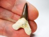 shark tooth Cretoxyrhina mantelli - Cenomanian (Texas)
