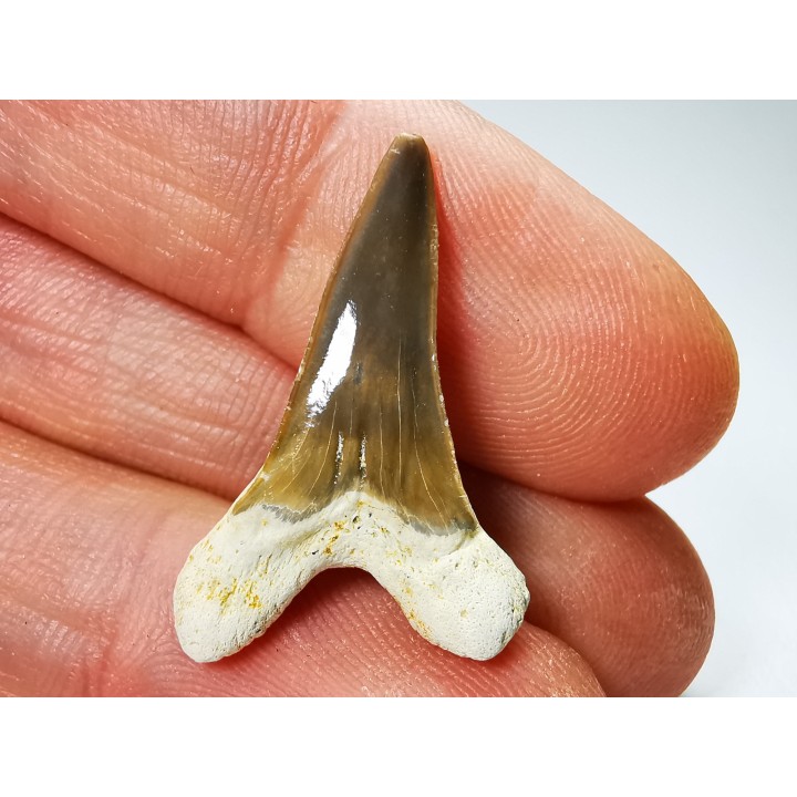 shark tooth Cretoxyrhina mantelli - Cenomanian (Texas)
