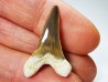 shark tooth Cretoxyrhina mantelli - Cenomanian (Texas)