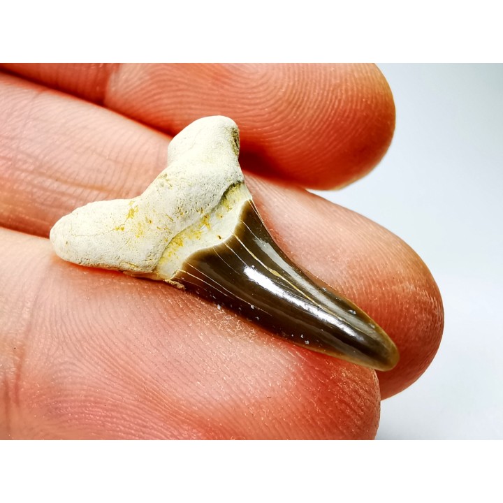 shark tooth Cretoxyrhina mantelli - Cenomanian (Texas)