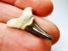 shark tooth Cretoxyrhina mantelli - Cenomanian (Texas)