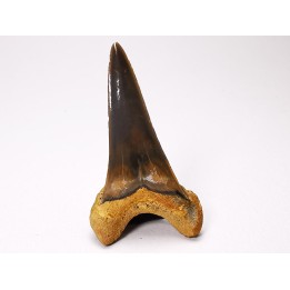 shark tooth Cretoxyrhina mantelli - Cenomanian (Texas)