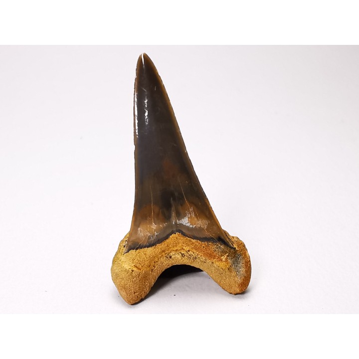 dent de requin Cretoxyrhina mantelli - Cénomanien (Texas)