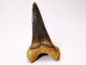 dent de requin Cretoxyrhina mantelli - Cénomanien (Texas)