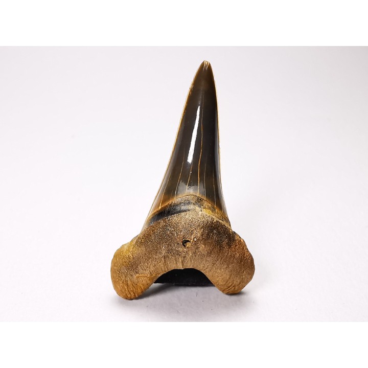shark tooth Cretoxyrhina mantelli - Cenomanian (Texas)
