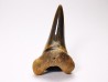 dent de requin Cretoxyrhina mantelli - Cénomanien (Texas)