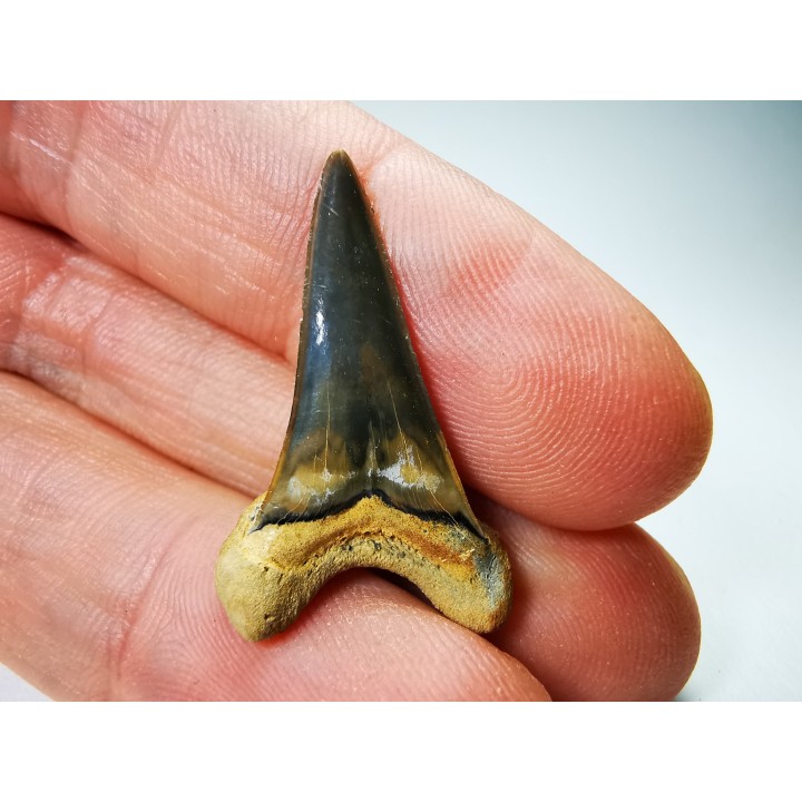 shark tooth Cretoxyrhina mantelli - Cenomanian (Texas)