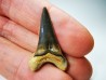 dent de requin Cretoxyrhina mantelli - Cénomanien (Texas)