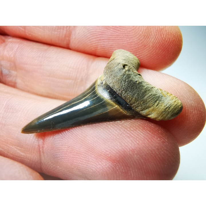 shark tooth Cretoxyrhina mantelli - Cenomanian (Texas)