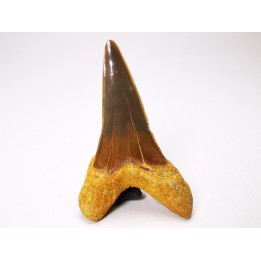 dent de requin Cretoxyrhina mantelli - Cénomanien (Texas)