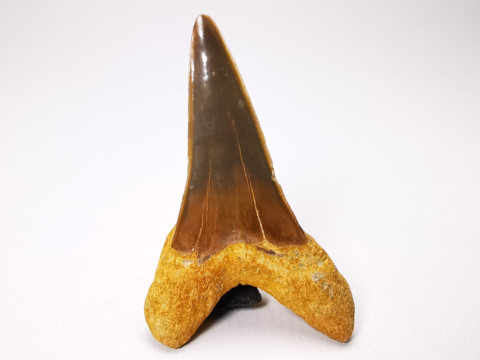dent de requin Cretoxyrhina mantelli - Cénomanien (Texas)
