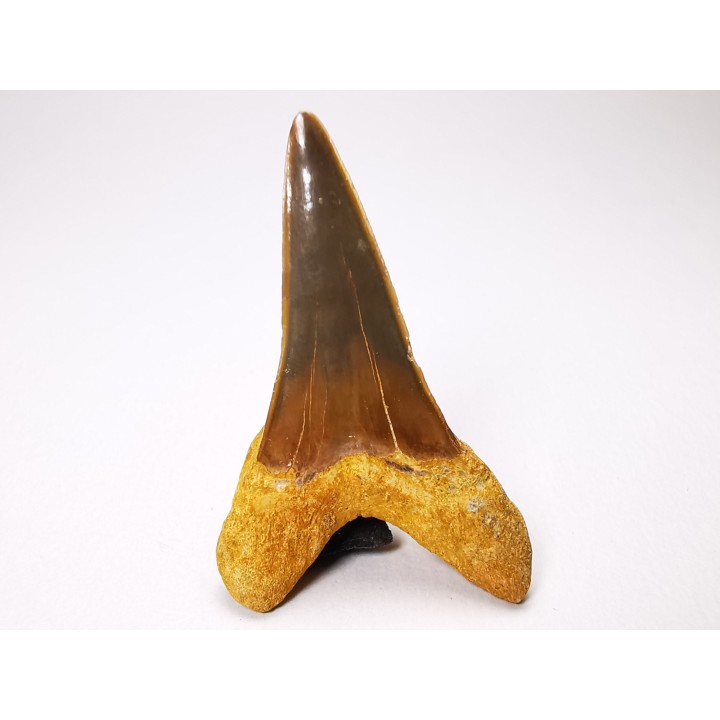 dent de requin Cretoxyrhina mantelli - Cénomanien (Texas)