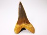 dent de requin Cretoxyrhina mantelli - Cénomanien (Texas)