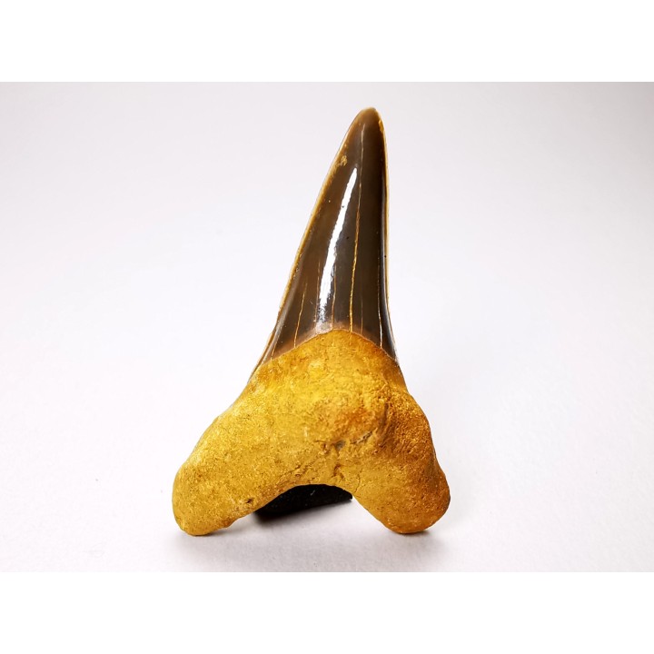 shark tooth Cretoxyrhina mantelli - Cenomanian (Texas)