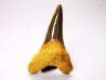 shark tooth Cretoxyrhina mantelli - Cenomanian (Texas)