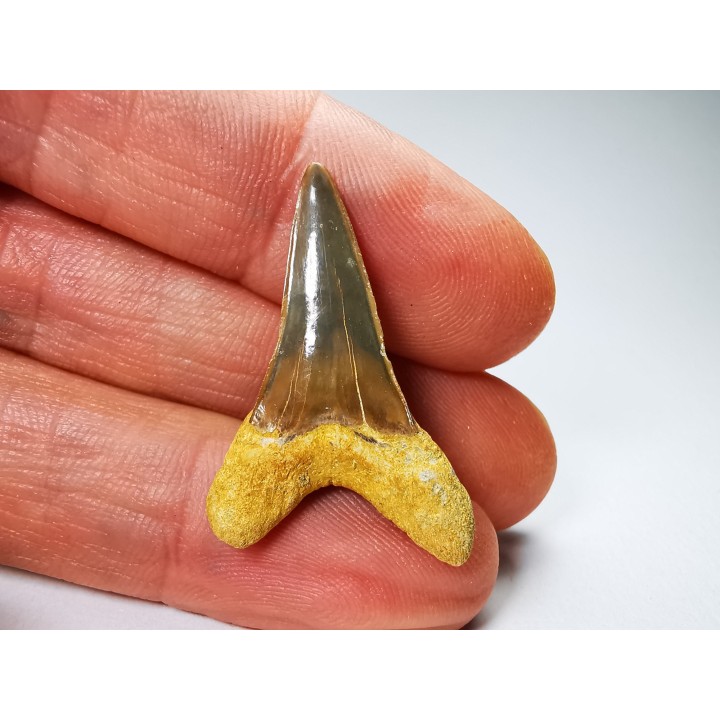 shark tooth Cretoxyrhina mantelli - Cenomanian (Texas)