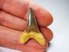 dent de requin Cretoxyrhina mantelli - Cénomanien (Texas)