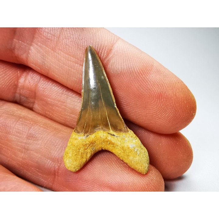 shark tooth Cretoxyrhina mantelli - Cenomanian (Texas)