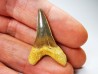 dent de requin Cretoxyrhina mantelli - Cénomanien (Texas)