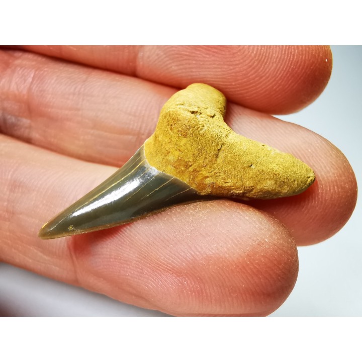 shark tooth Cretoxyrhina mantelli - Cenomanian (Texas)