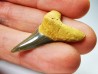shark tooth Cretoxyrhina mantelli - Cenomanian (Texas)