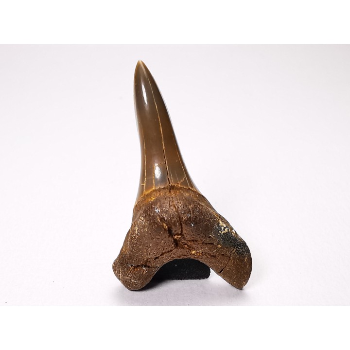 shark tooth Cretoxyrhina mantelli - Cenomanian (Texas)