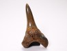 shark tooth Cretoxyrhina mantelli - Cenomanian (Texas)