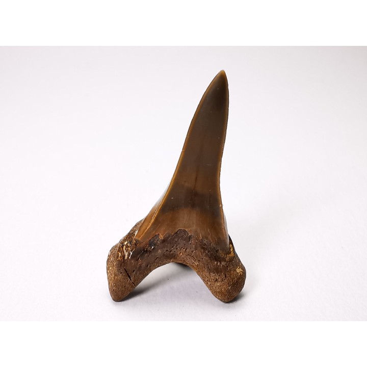 dent de requin Cretoxyrhina mantelli - Cénomanien (Texas)