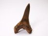 shark tooth Cretoxyrhina mantelli - Cenomanian (Texas)